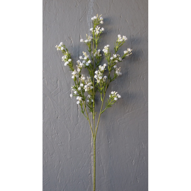 Tige de gypsophile