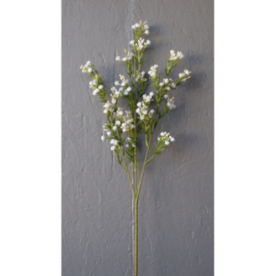 Tige de gypsophile