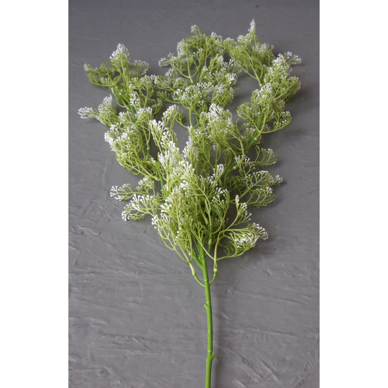 Liane de gypsophile