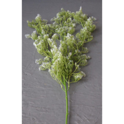 Liane de gypsophile