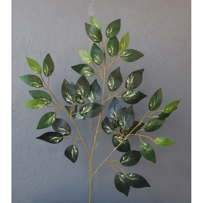 Tige de ficus