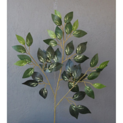 Tige de ficus