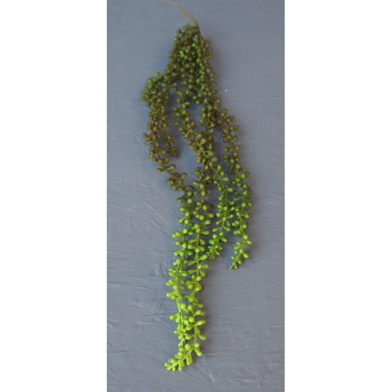 Sedum retombant