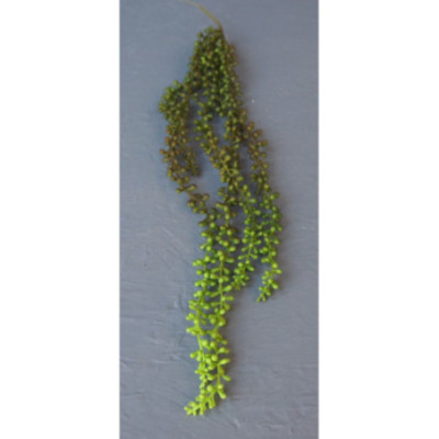 Sedum retombant