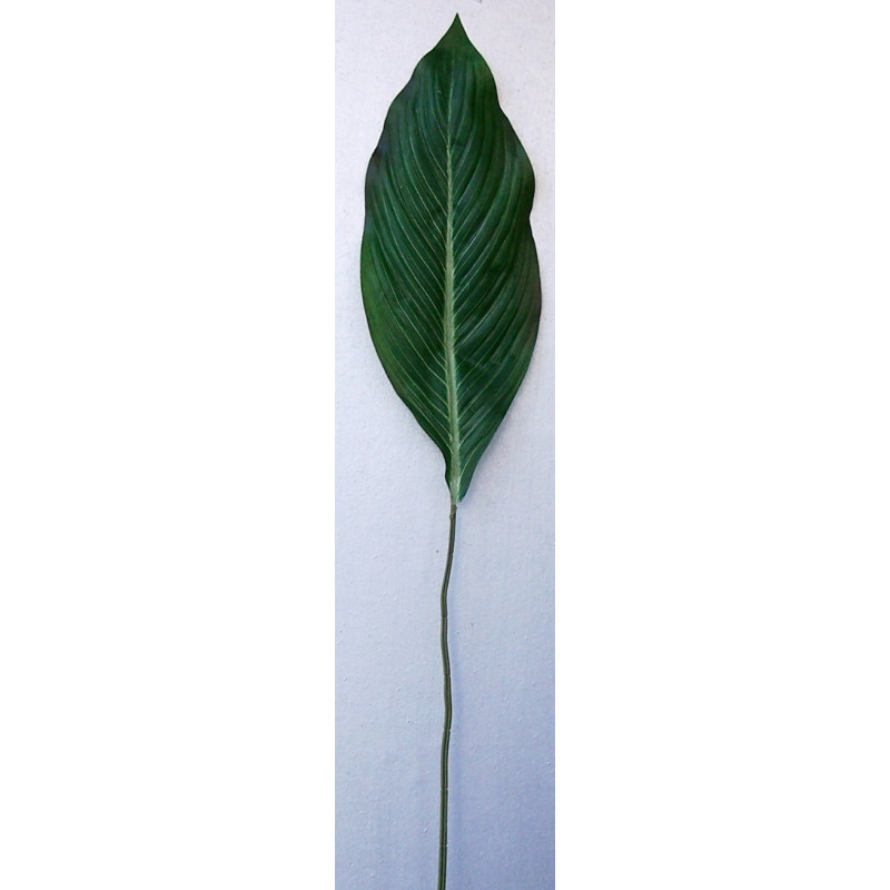 Feuille de strélitzia