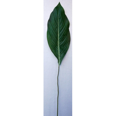 Feuille de strélitzia
