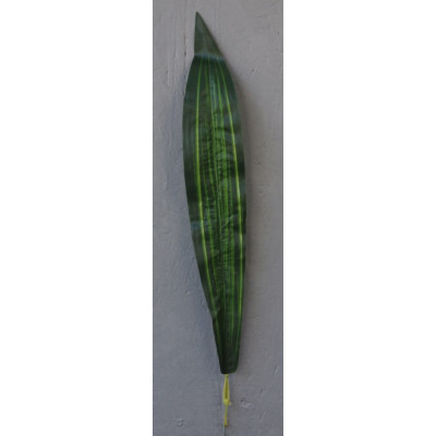 Feuille de dracéna vert