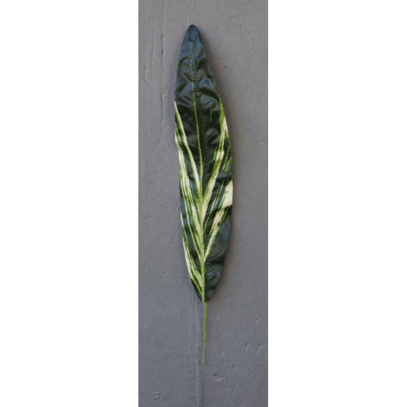 Feuille de dracéna vert et blanc