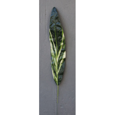 Feuille de dracéna vert et blanc