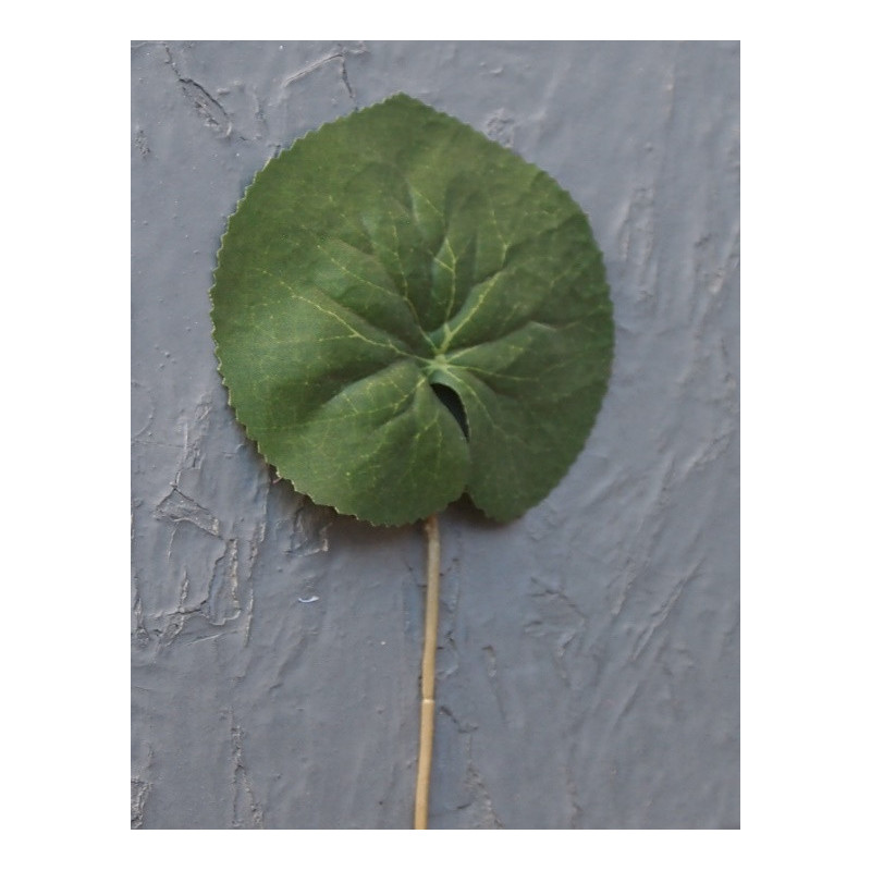 Feuille de galax