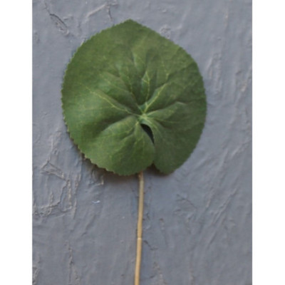 Feuille de galax
